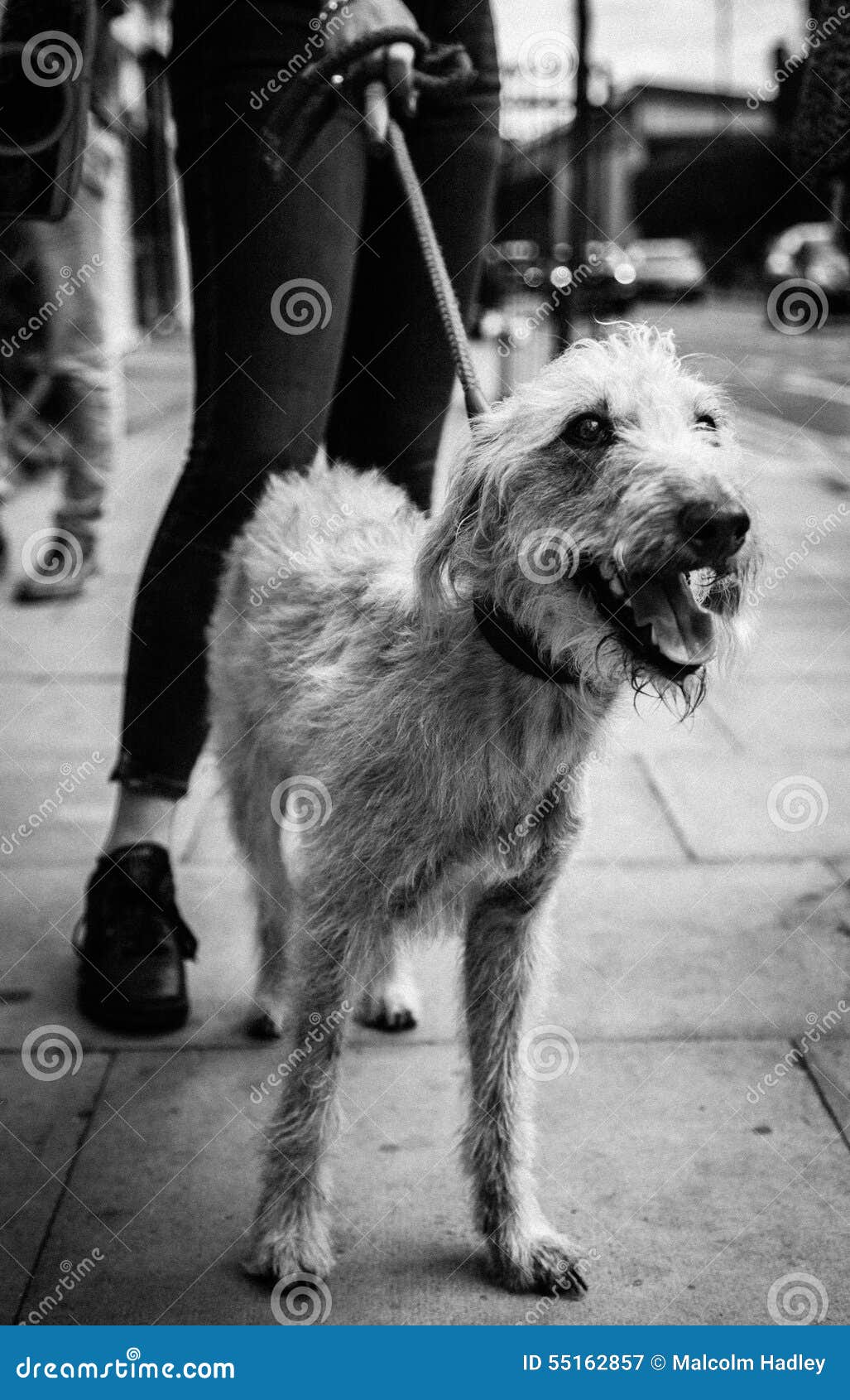 bedlington terrier lurcher