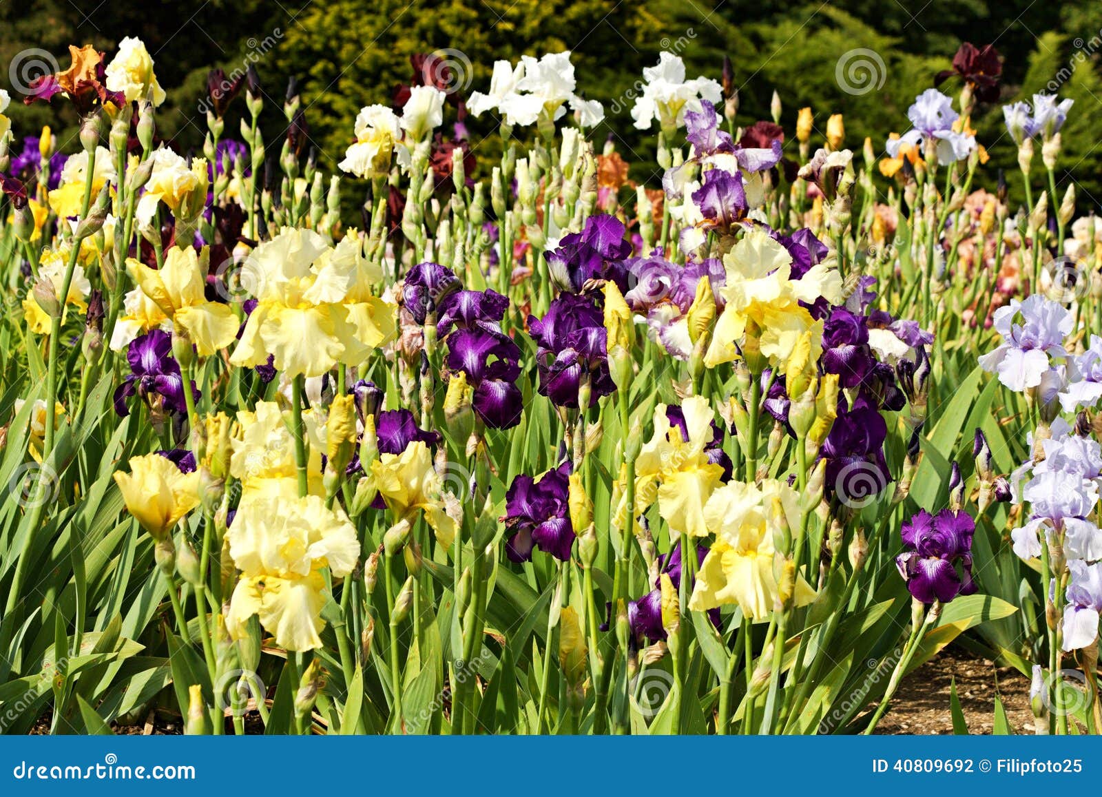 Beds of irises stock photo. Image of intensive, closeup 40809692