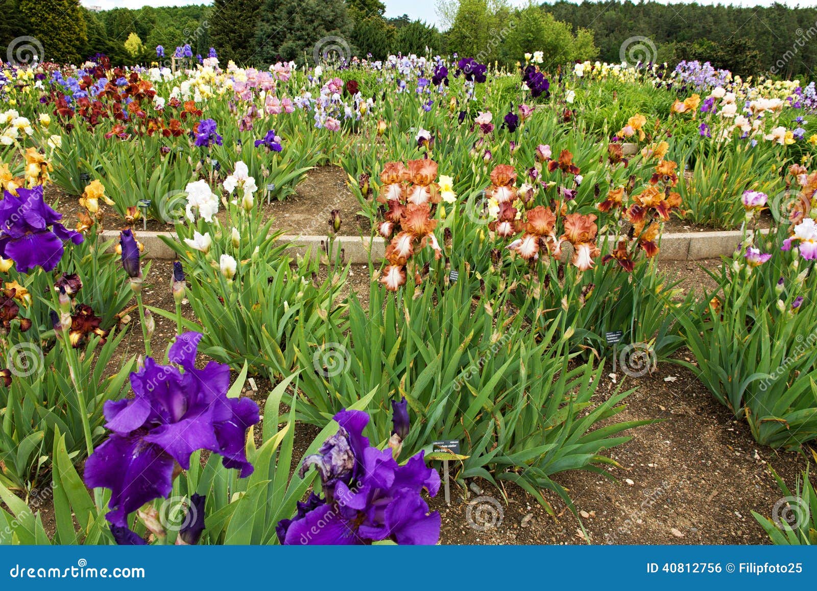 Beds of irises stock photo. Image of botanical, irises - 40812756