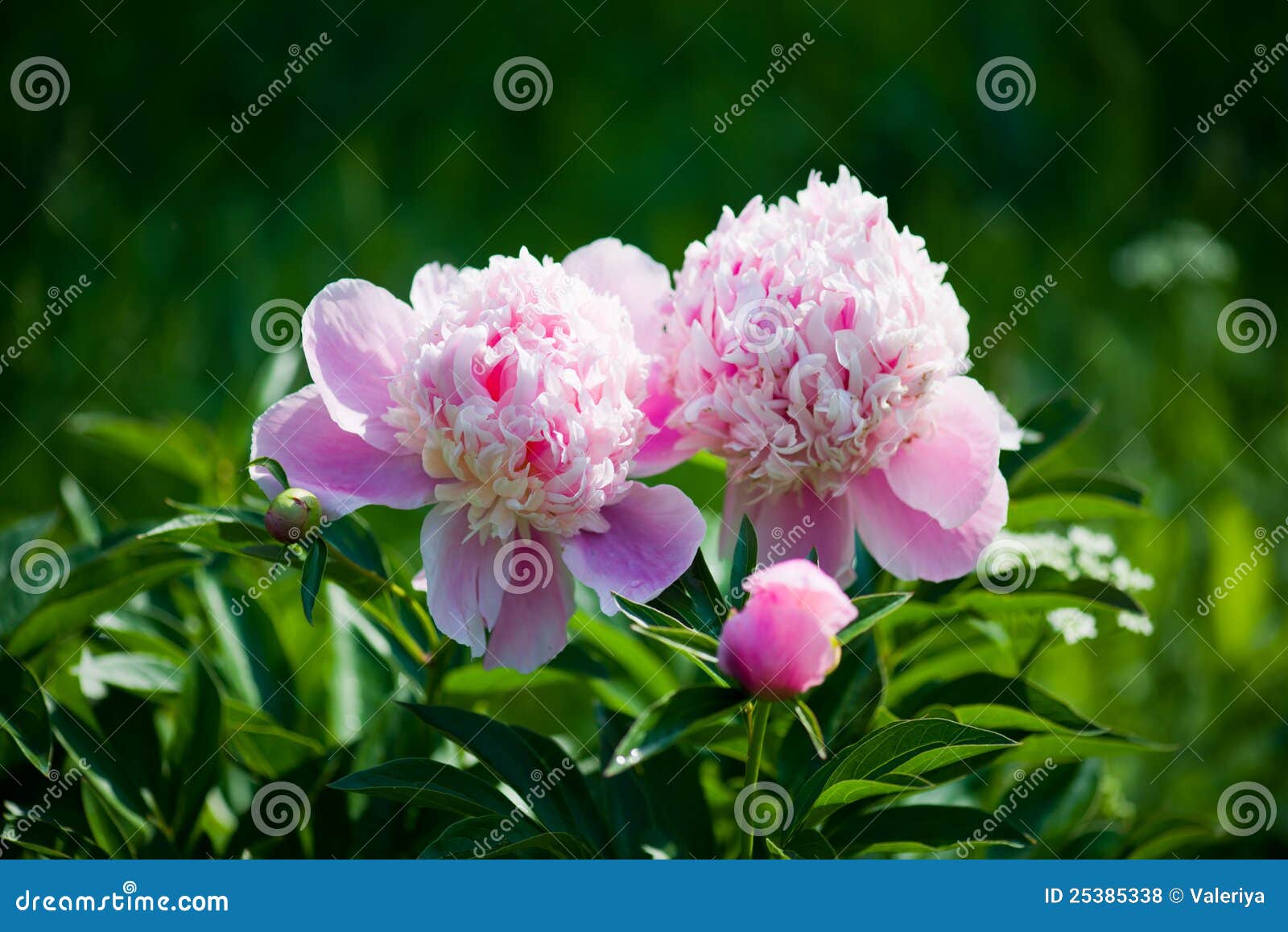 Beds with peonies stock photo. Image of summer, flower 25385338