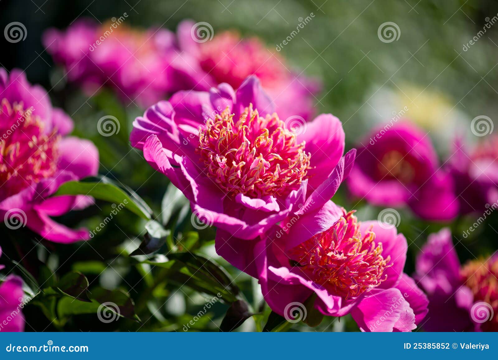 Beds with peonies stock photo. Image of flower, object 25385852