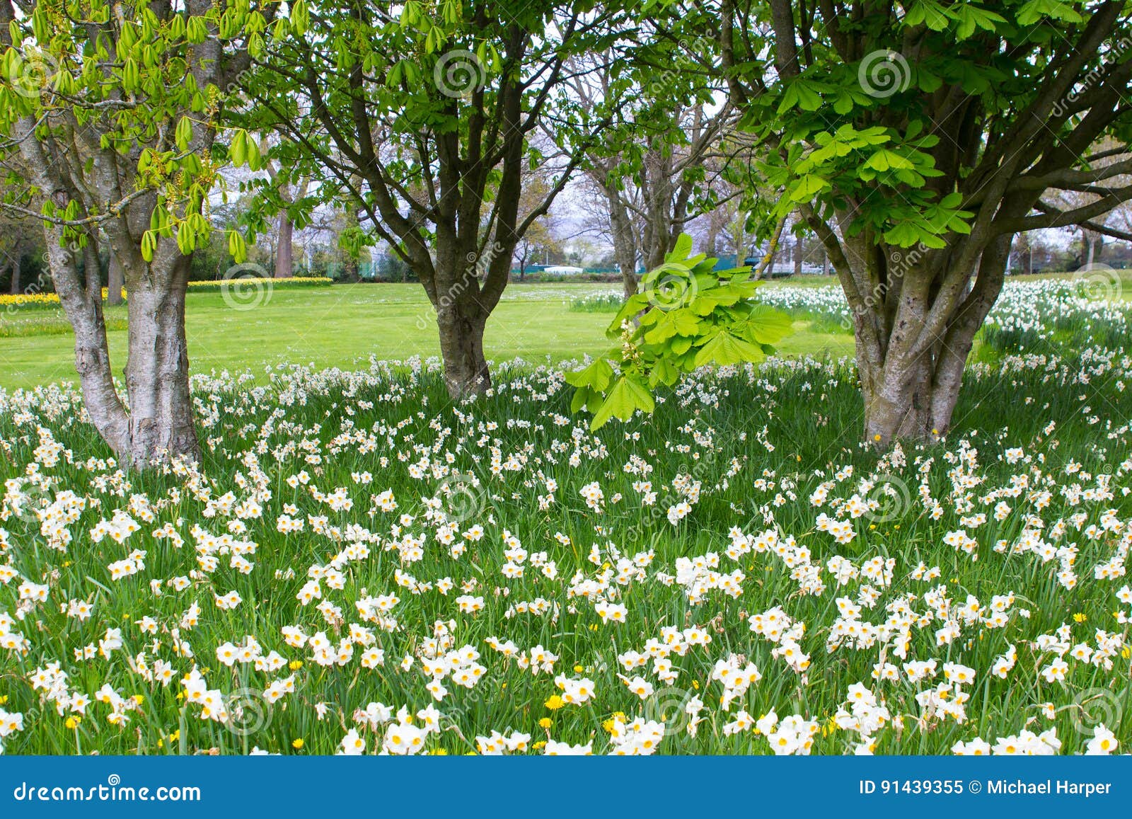 beds of white narcissus and yellow daffodils in the public park in barnett`s desmesne in late april just before the blooms finally