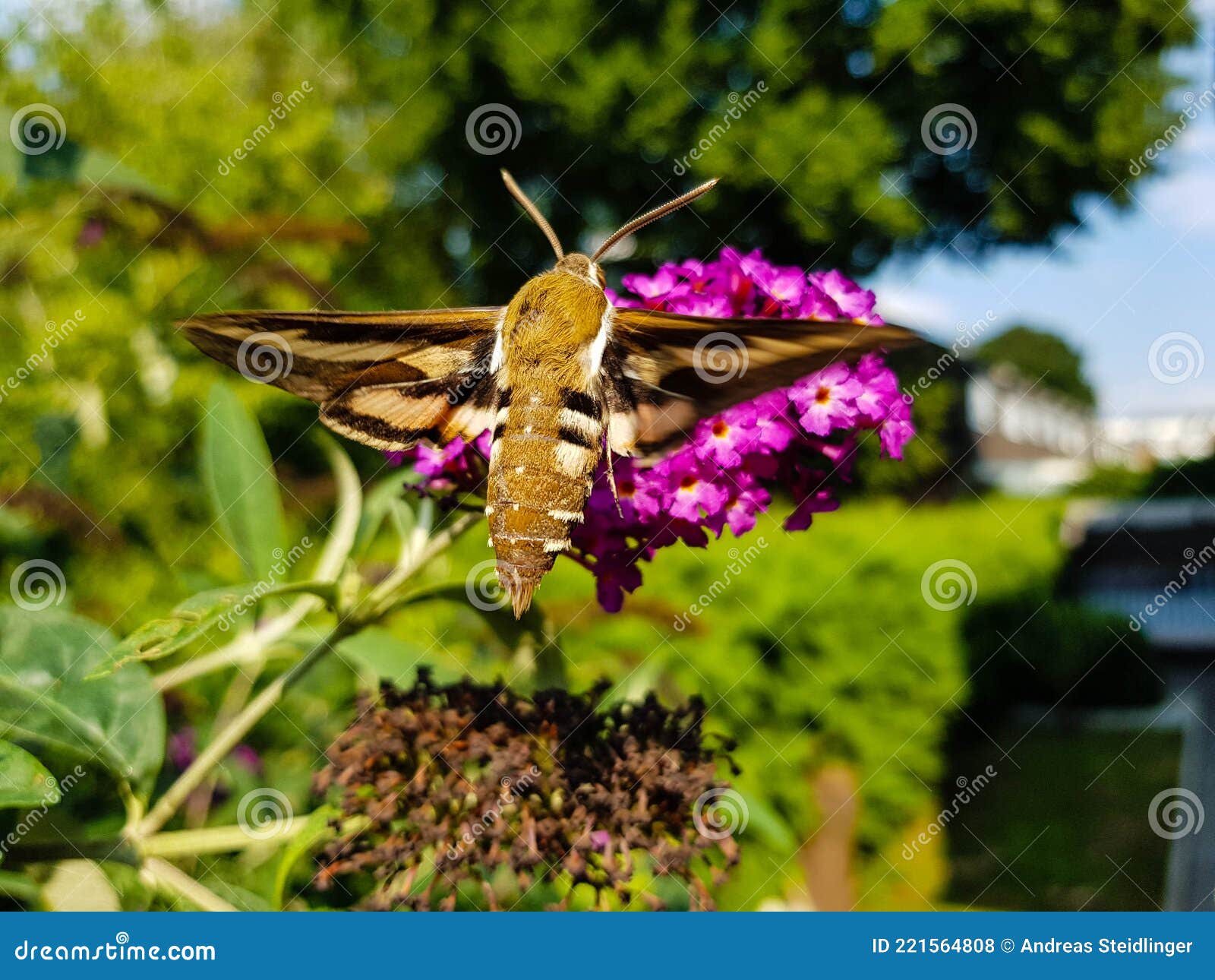 bedstraw hawk moth