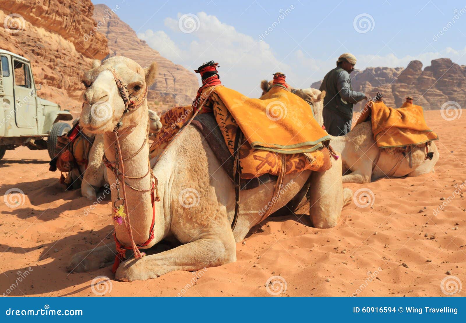 overtro oversvømmelse forstyrrelse Beduin and their camels editorial stock image. Image of arabic - 60916594