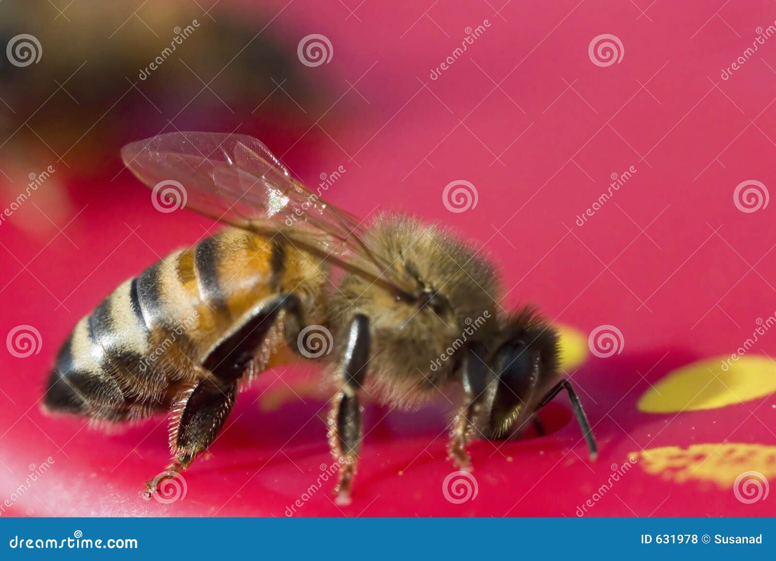 Bee stock photo. Image of wings, apis, honey, insect, wing - 631978