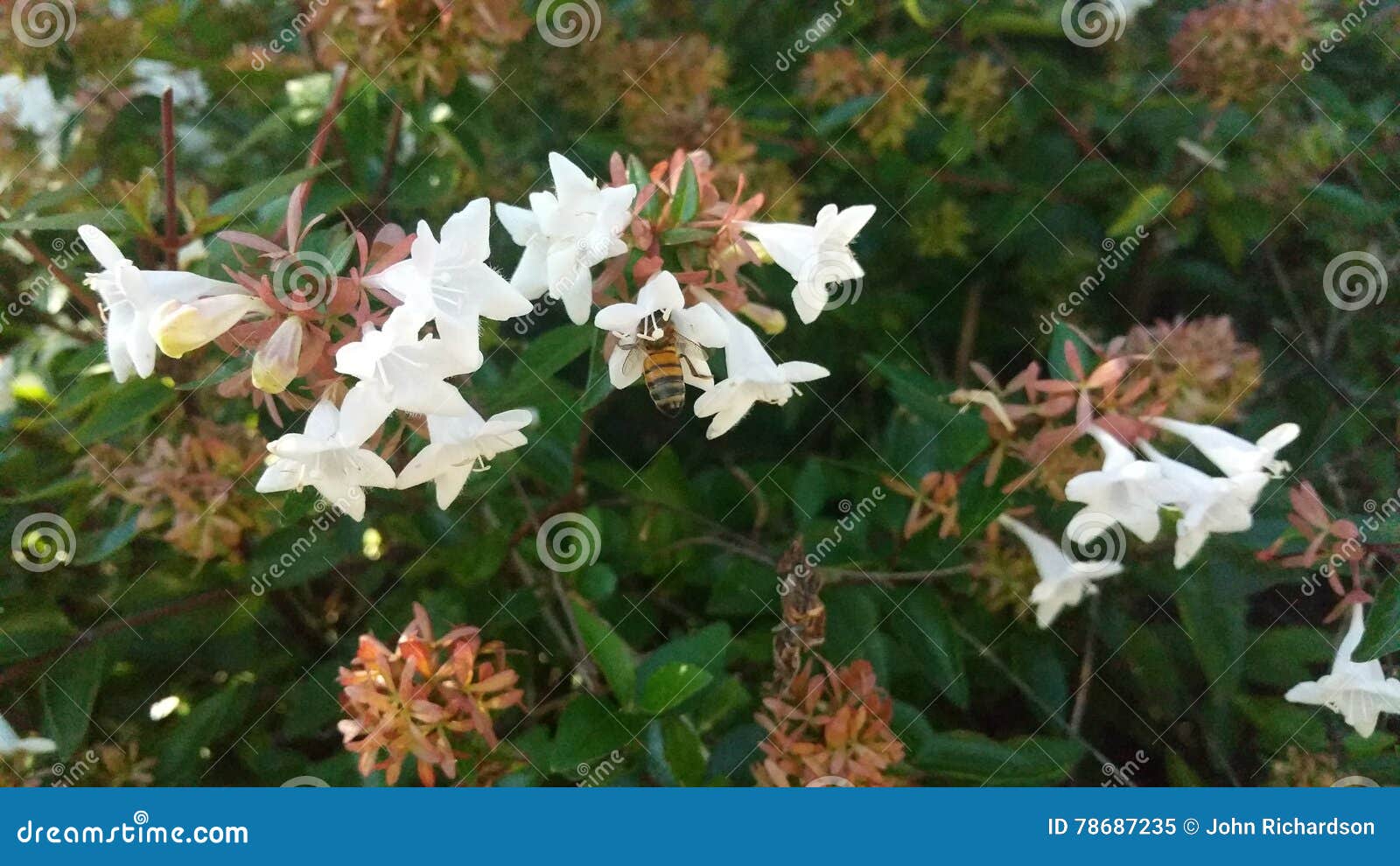 Bee on abelia blossom 2 stock image. Image of blossom 78687235