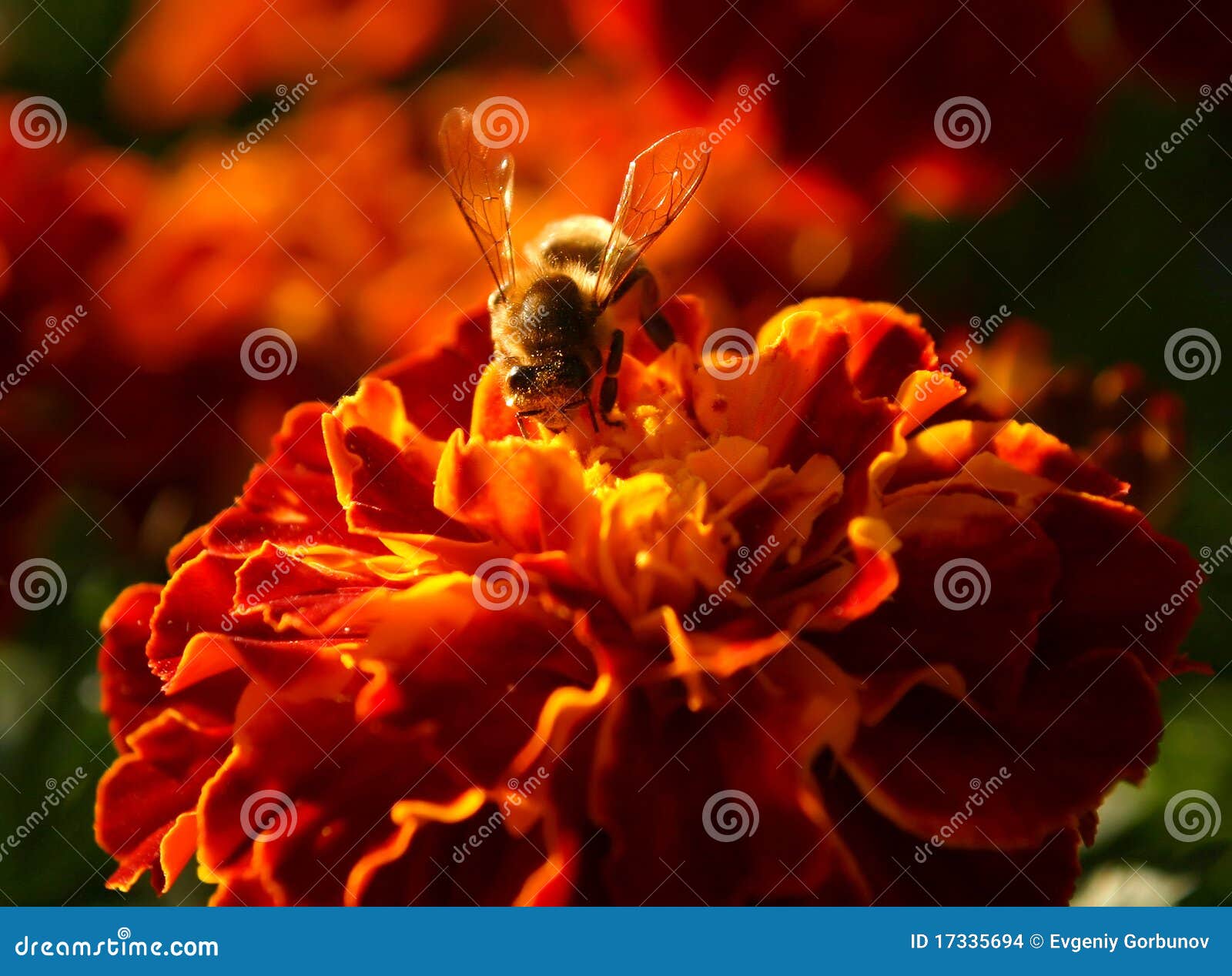 Bee on the African Marigold Stock Photo Image of meadow, spring 17335694