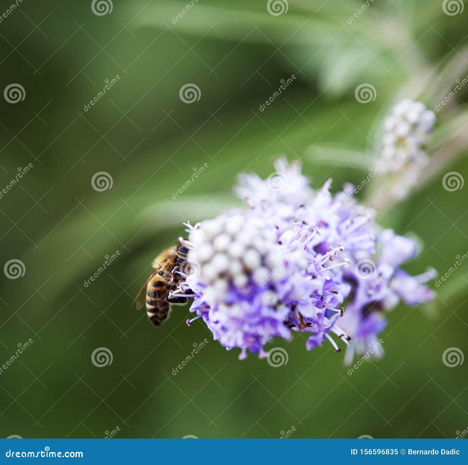 bee- apidae on a purple flower