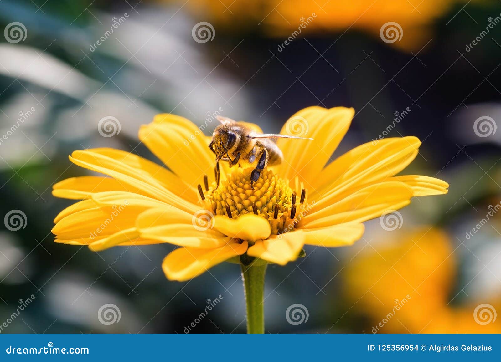 bee on an arnica blossom