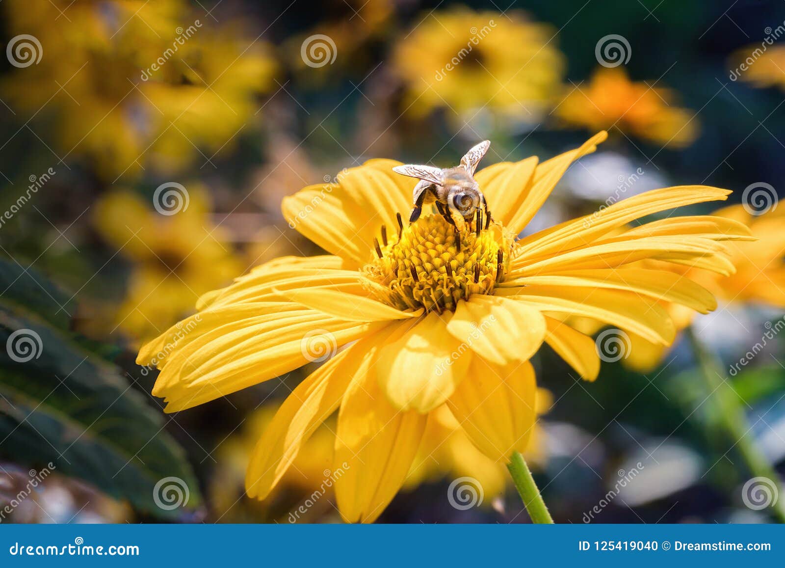 bee on an arnica blossom