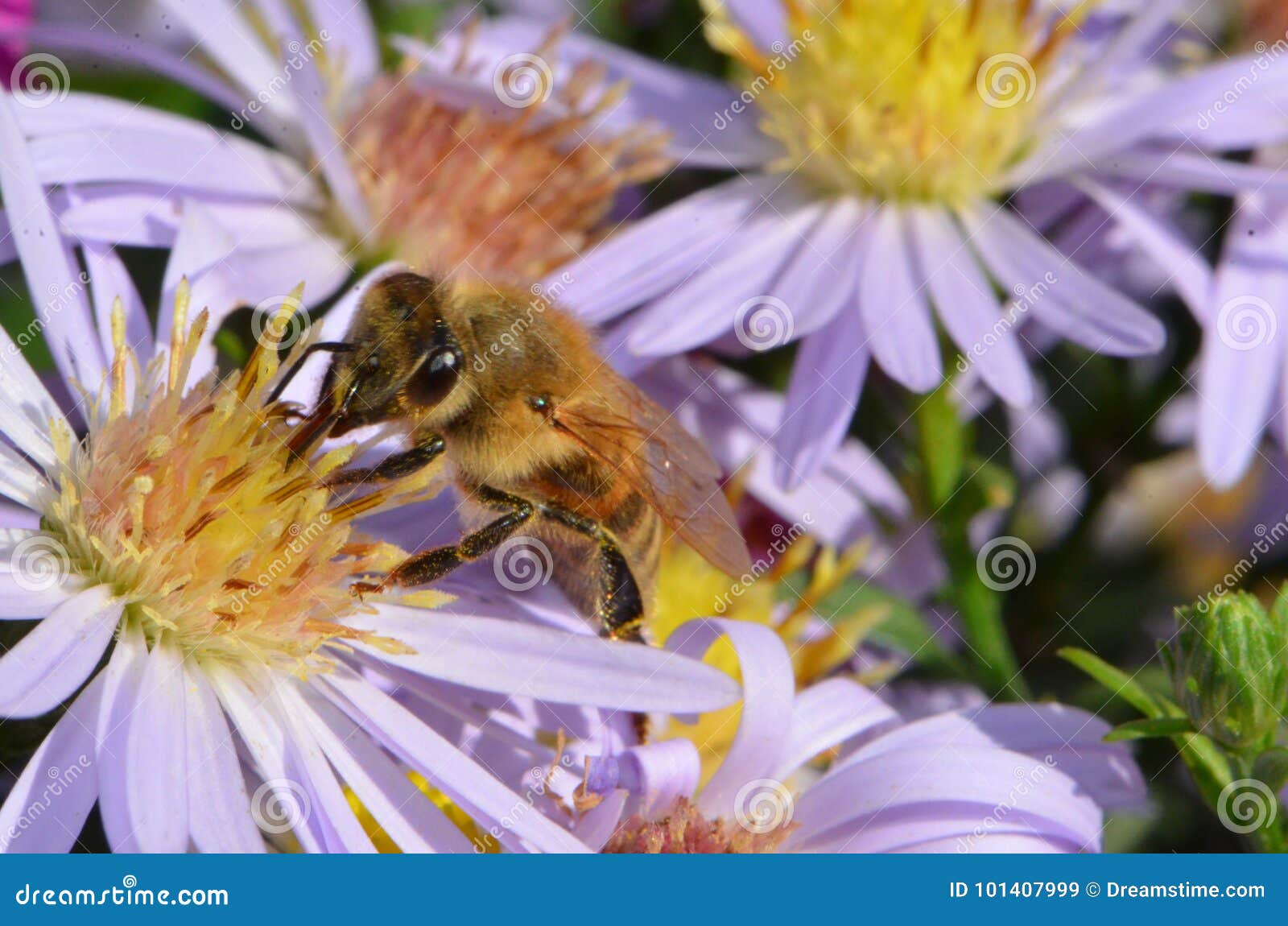 Bee on aster flower stock image. Image of nature, foraging 101407999