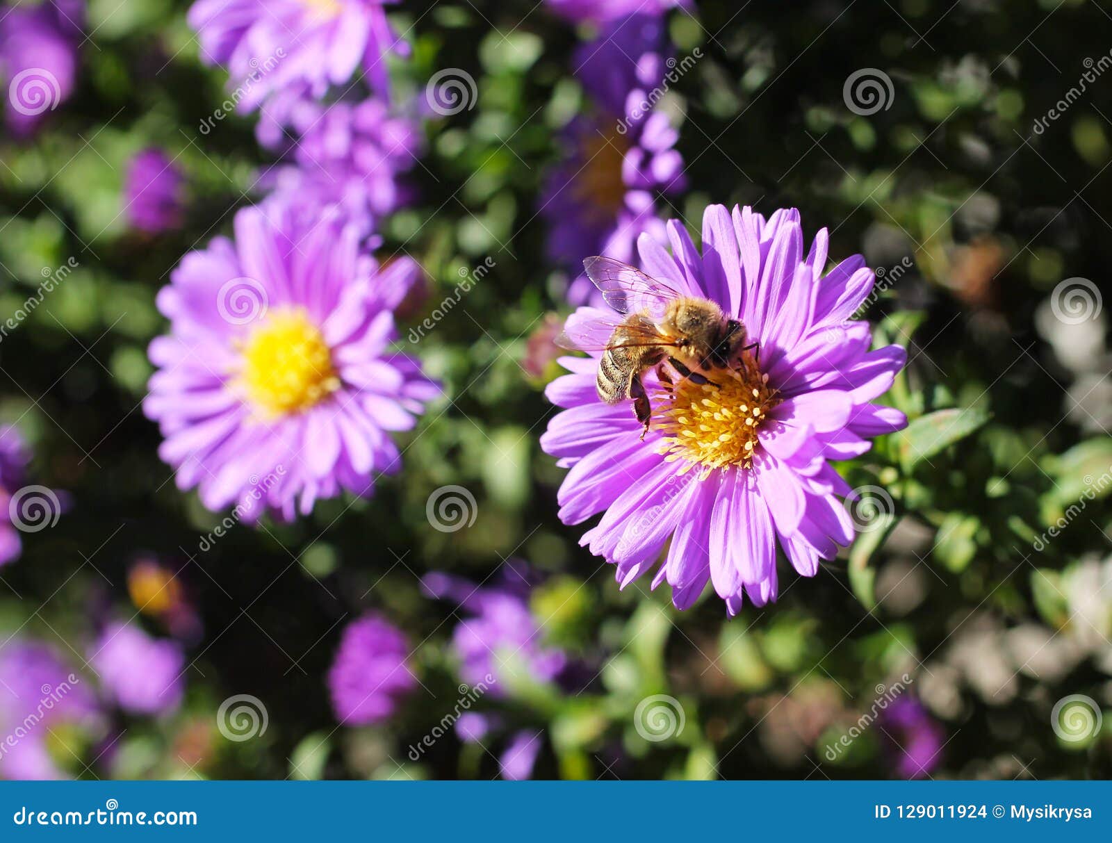 Bee on aster flower stock photo. Image of feeding, honey 129011924