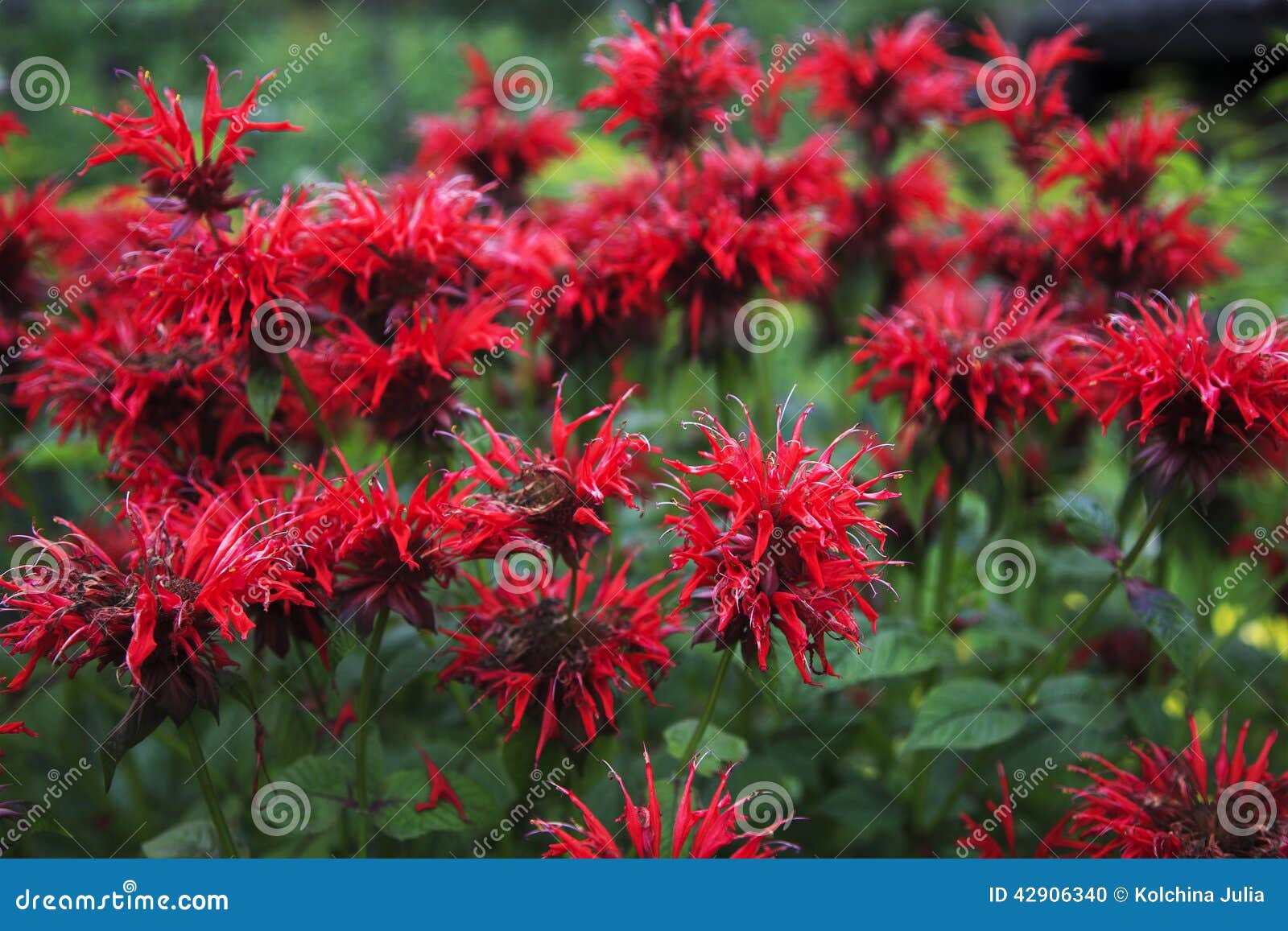 bee balm flower