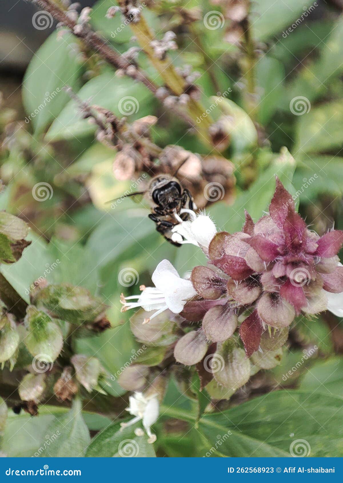 Bee on basil flower stock image. Image of pollinator 262568923