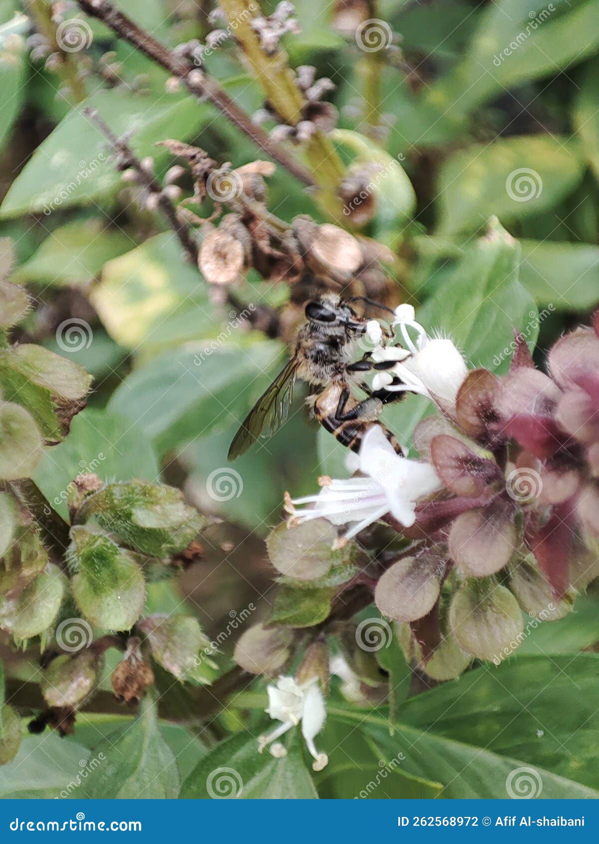 Bee on basil flower stock photo. Image of produce, branch 262568972