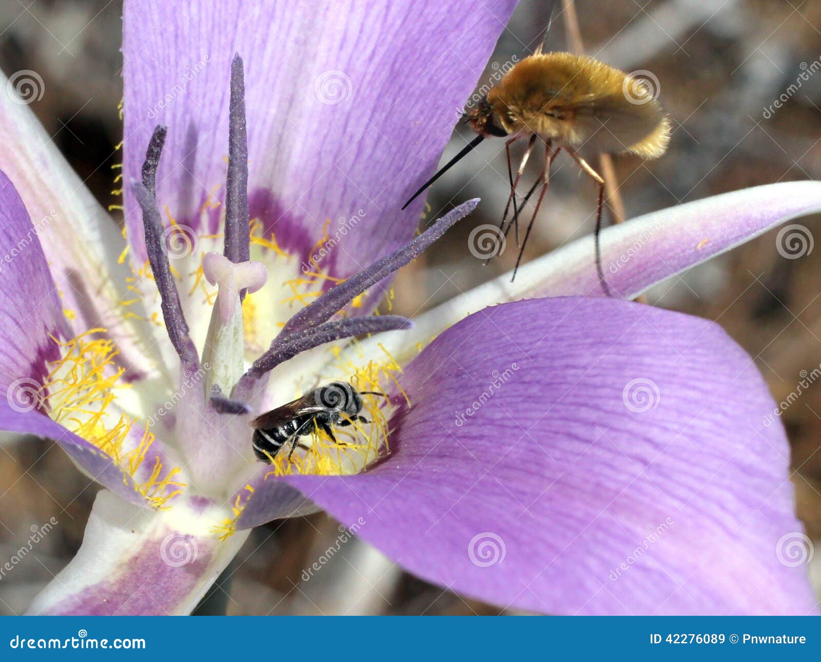 bee and bee-fly on a mariposa lily