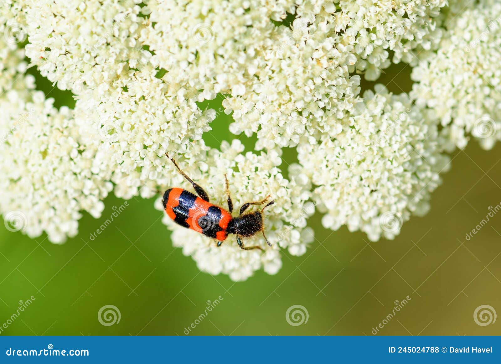 bee beetle - trichodes apiarius
