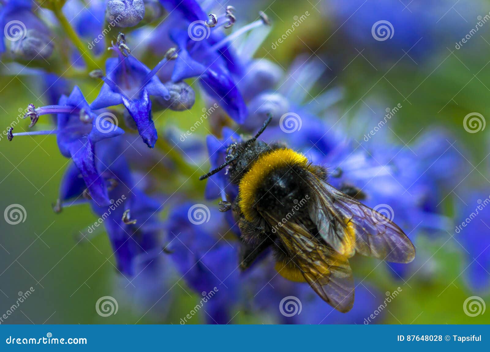 Bee on blue flowers stock photo. Image of growth, green 87648028