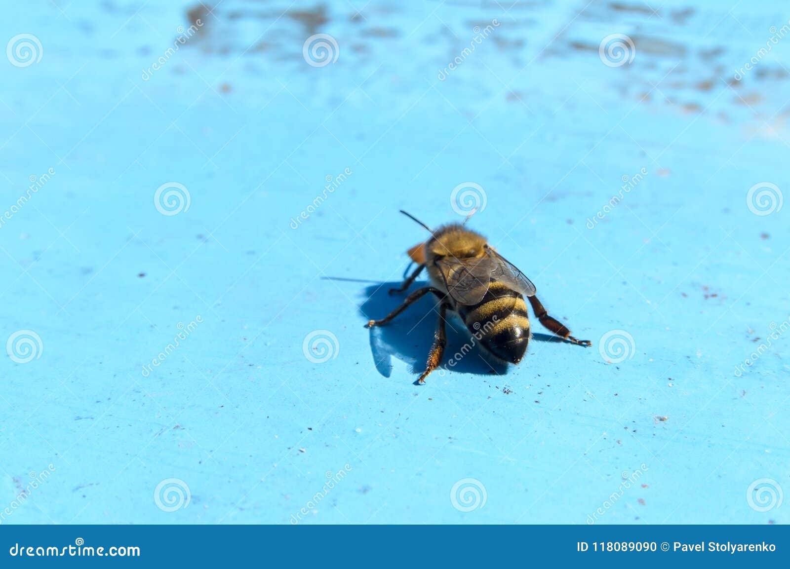 Bee on the blue texture stock photo. Image of nectar 118089090