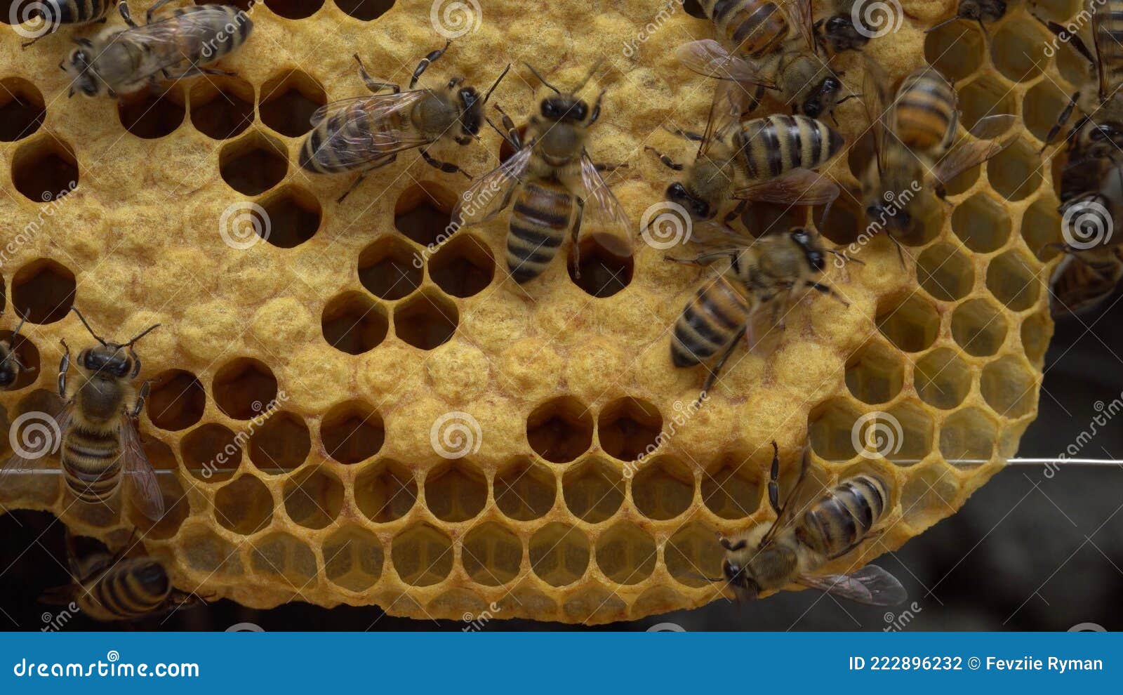 Honeybees On Brood Comb Royalty-Free Stock Image CartoonDealer