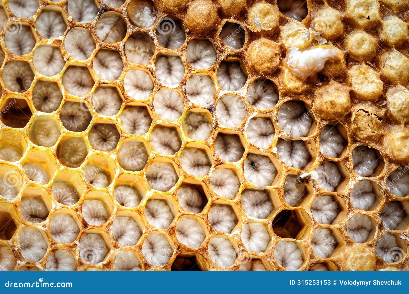 Bee Brood, Bee Larvae in Cell Stock Image Image of honey