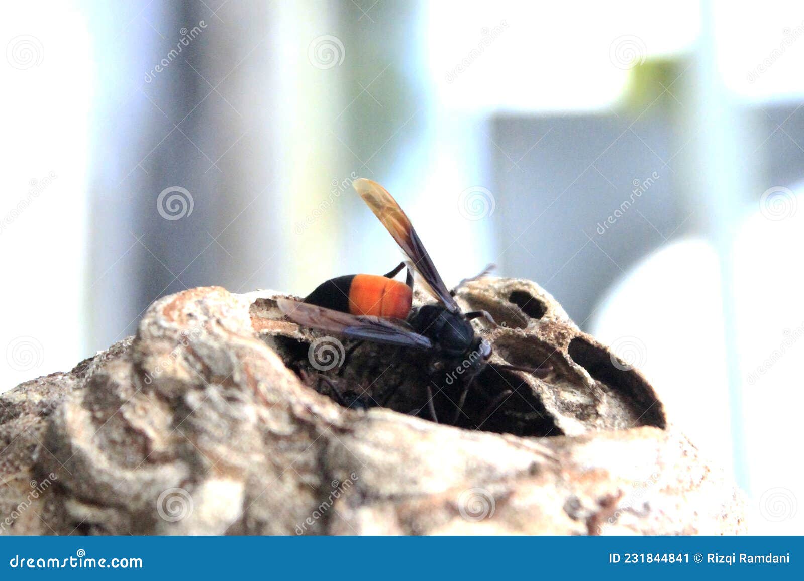 A bee is building a hive stock image. Image of arthropod 231844841