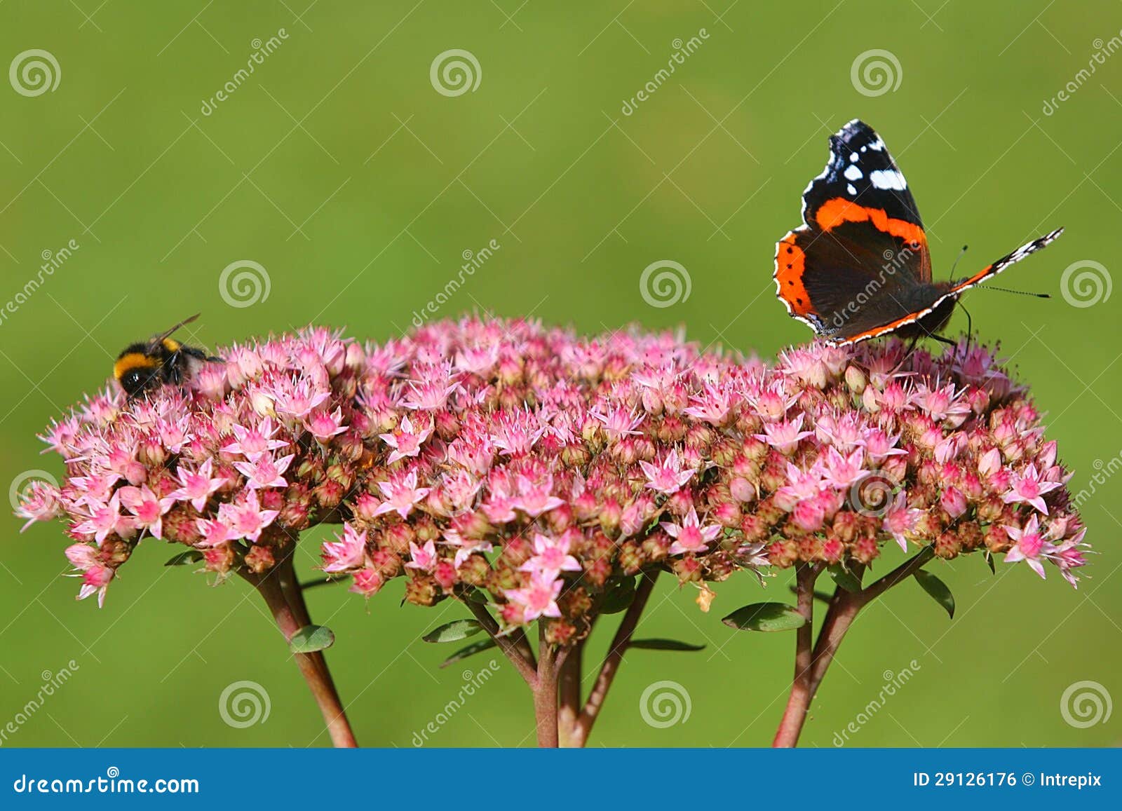 Bee and Butterfly on Pink Flower Stock Photo Image of admiral, garden
