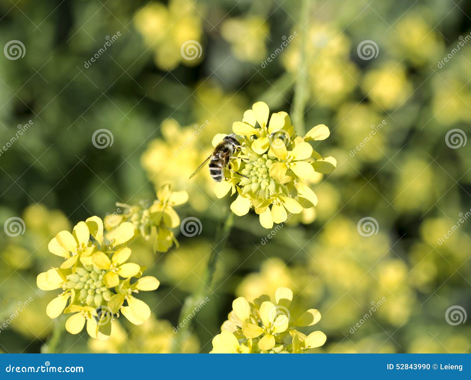 Bee on Canola Flower stock photo. Image of mating, bugs 52843990