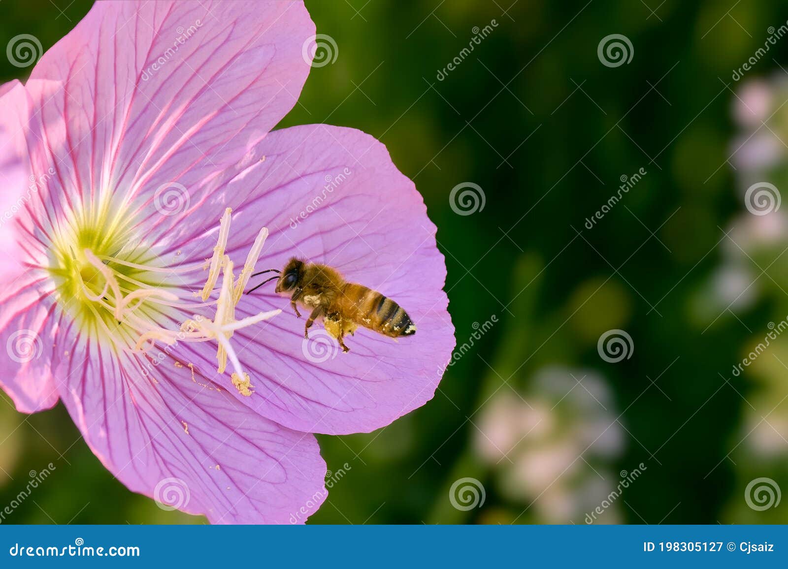bee carrying polen to flower