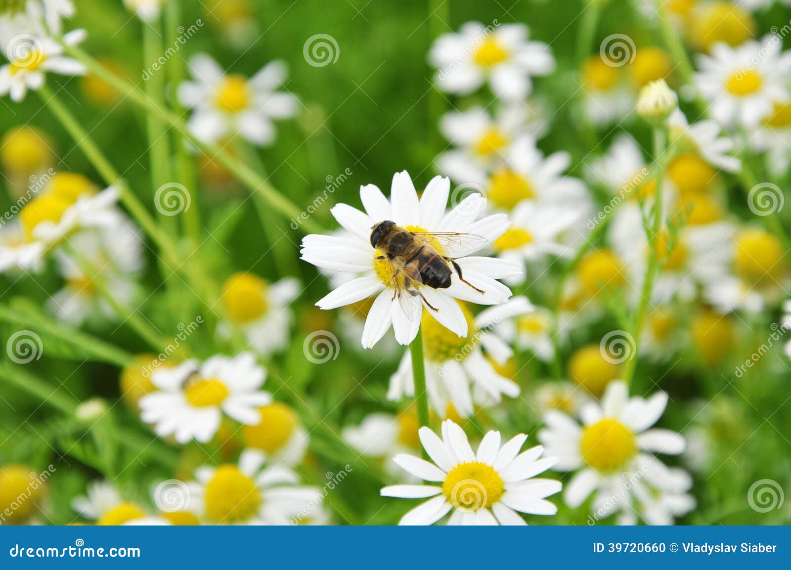 Bee on the Chamomile Flower Stock Photo Image of spring, grow 39720660