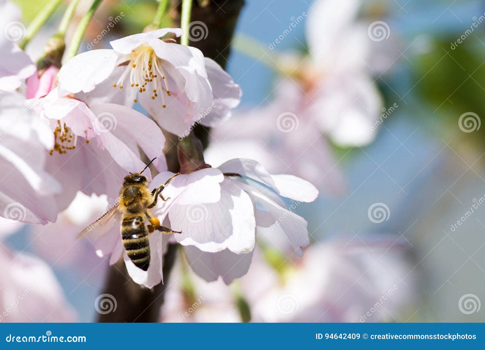 Bee On Cherry Blossoms Picture. Image 94642409