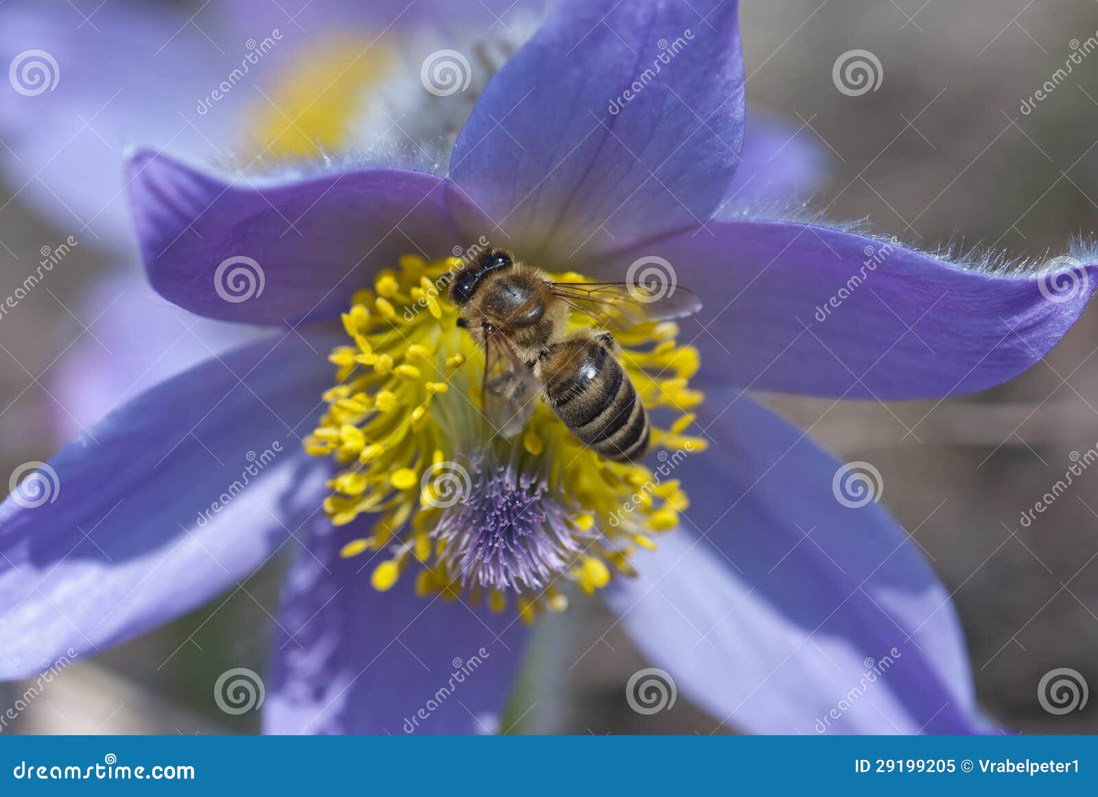 bee climbs and pollinate pulsatilla flower