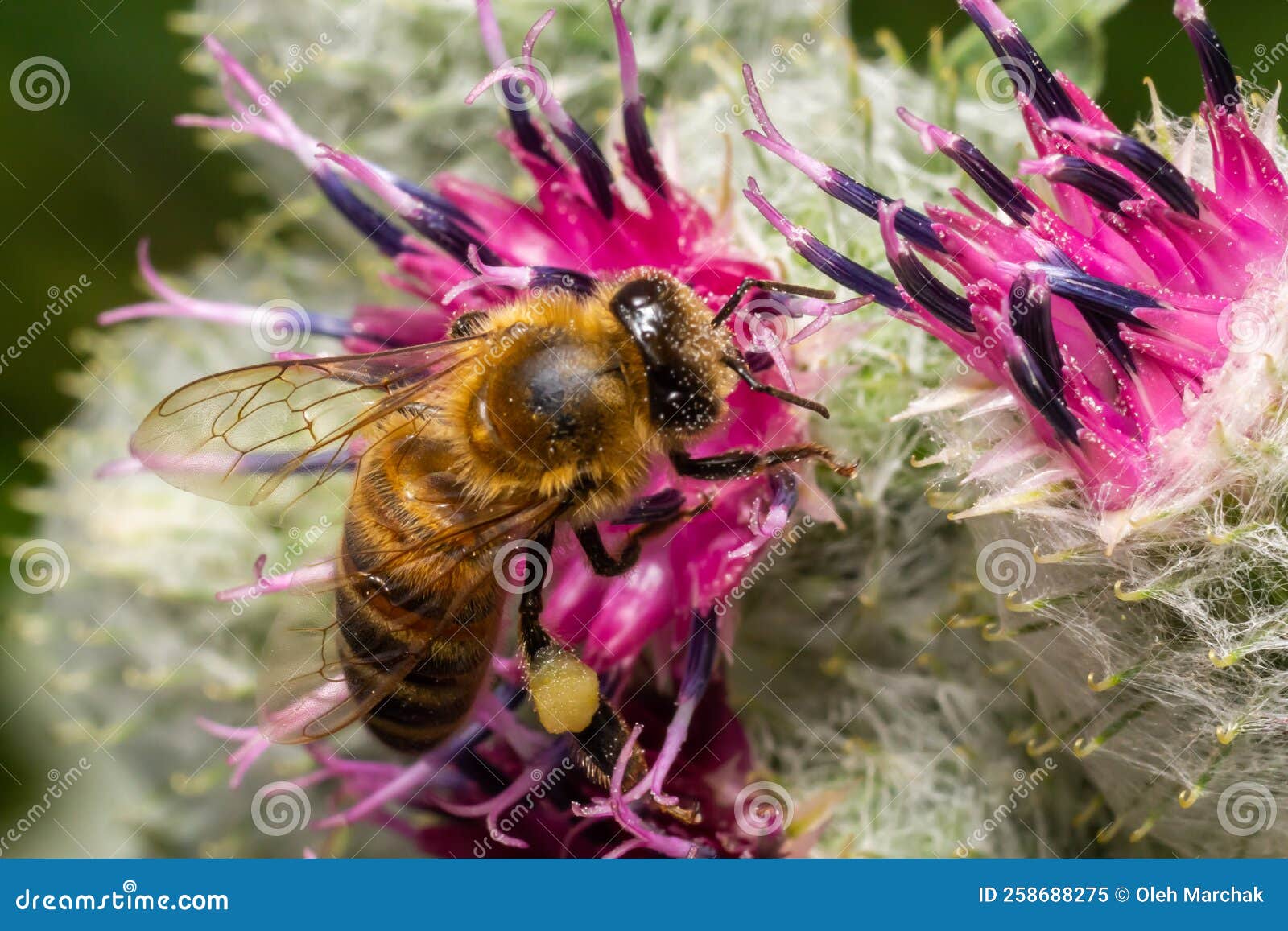 bee colecting polen from a greater burdock arctium lappa flower closeup
