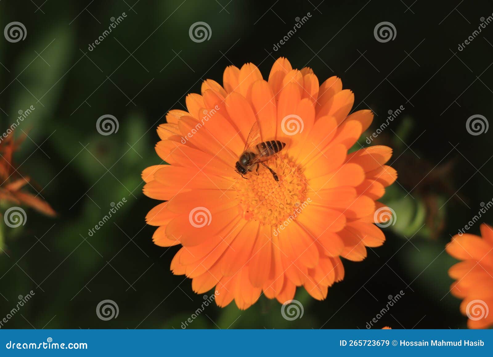 Bee Collecting Honey from Orange Calendula Flower Stock Image Image