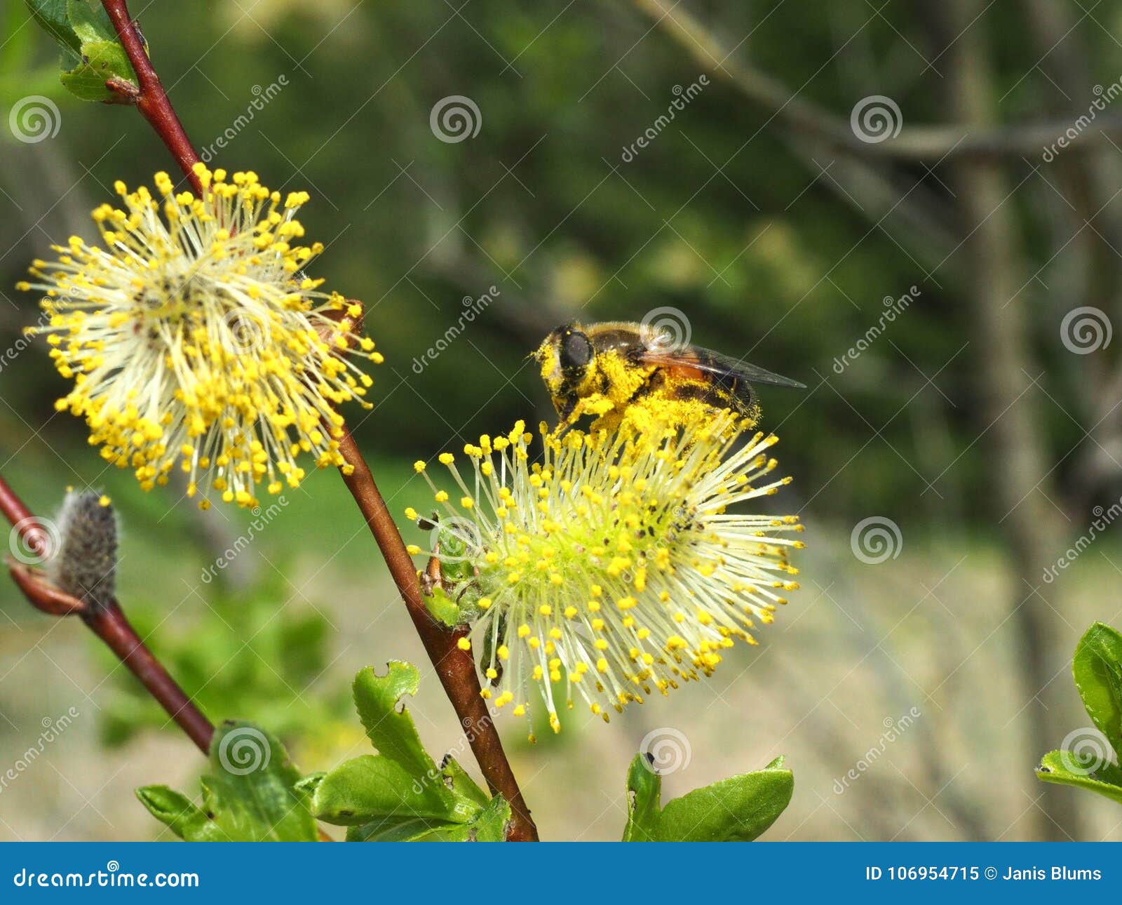 A Bee Collecting Honey from Willow Stock Image Image of honey, tree