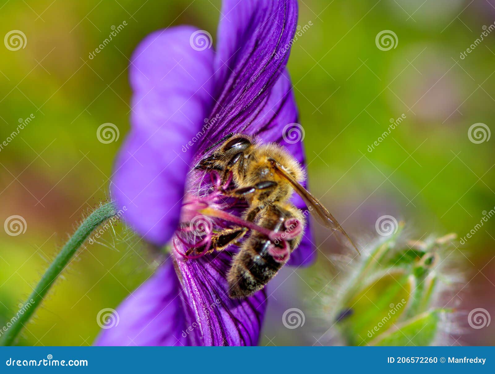 Bee Collecting Nectar on a Flower Blossom Stock Photo Image of nectar, gathering 206572260