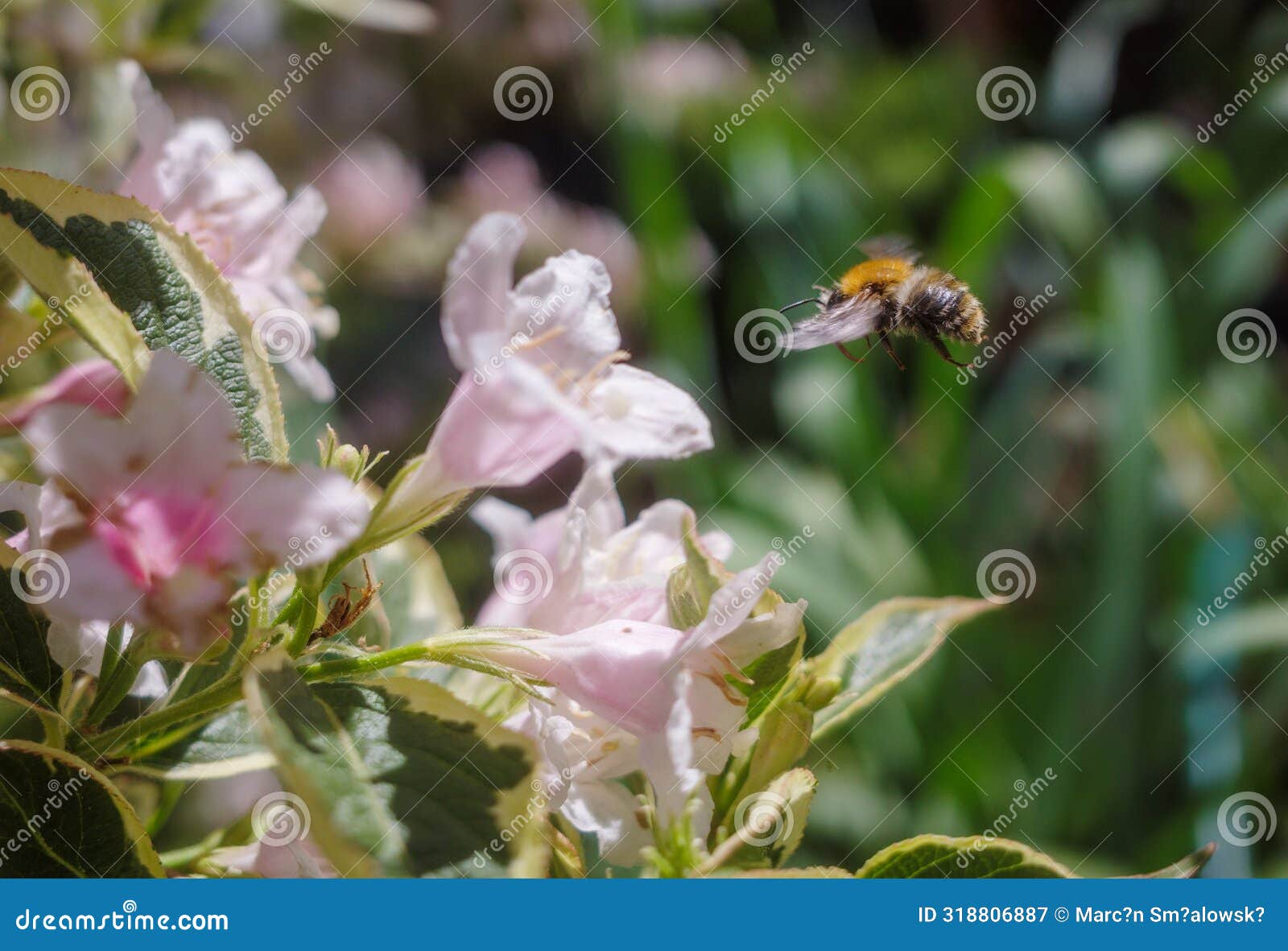 a bee collecting nectar from a flower& x27;s calyx