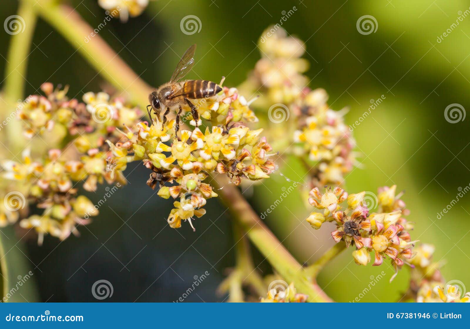 Bee Collecting Nectar from Mango Flower Stock Photo Image of apis
