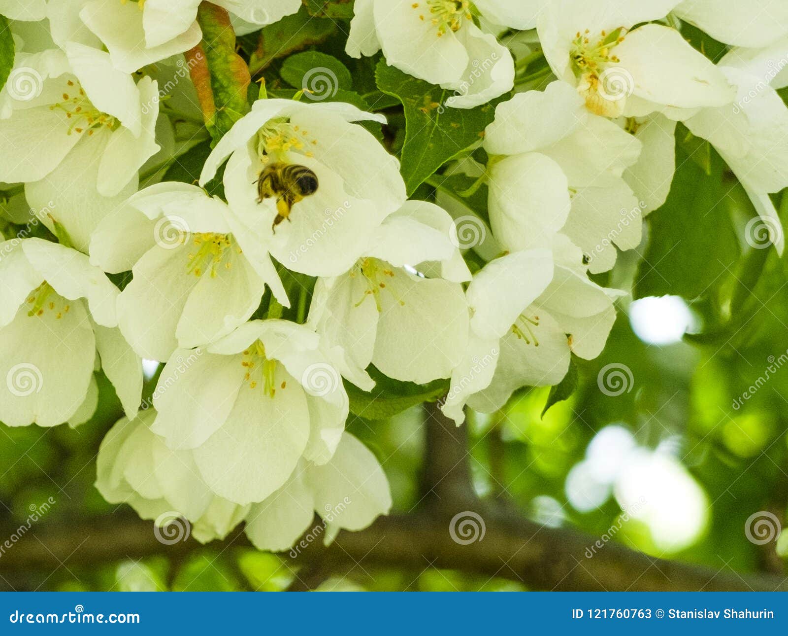 A Bee Collecting Nectar from White Flowers of Apple Trees in the Garden