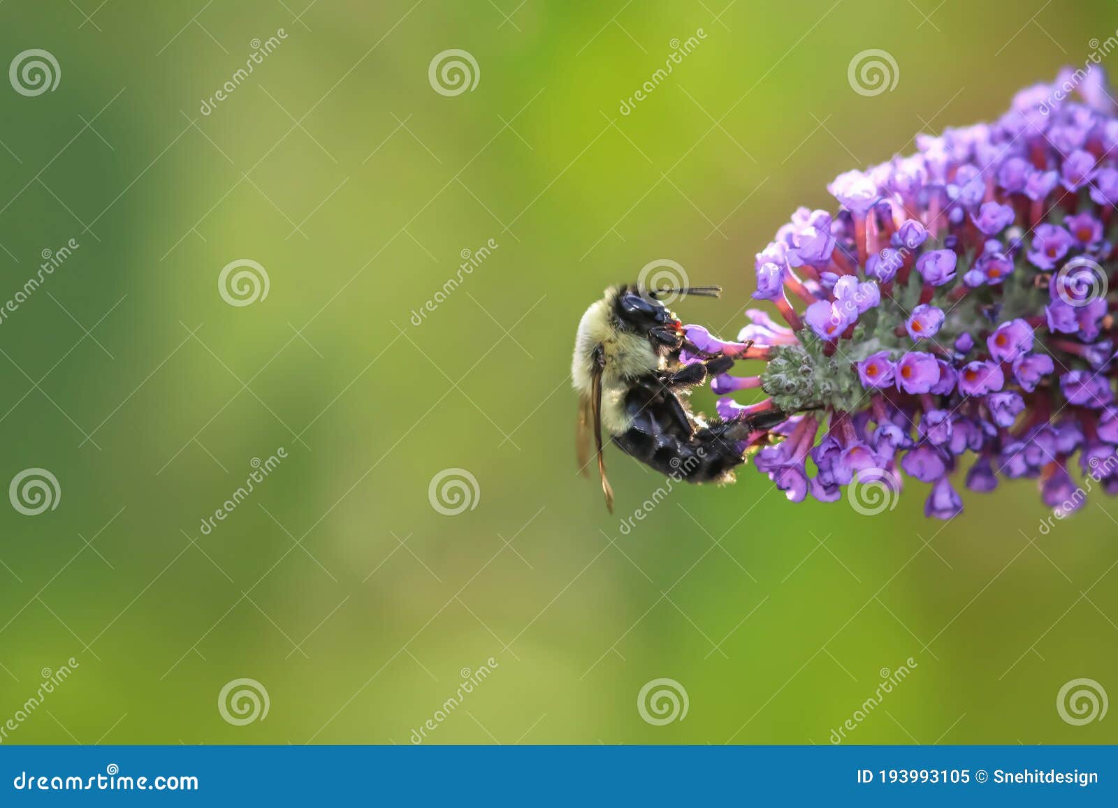 bee collecting pollen at flowers