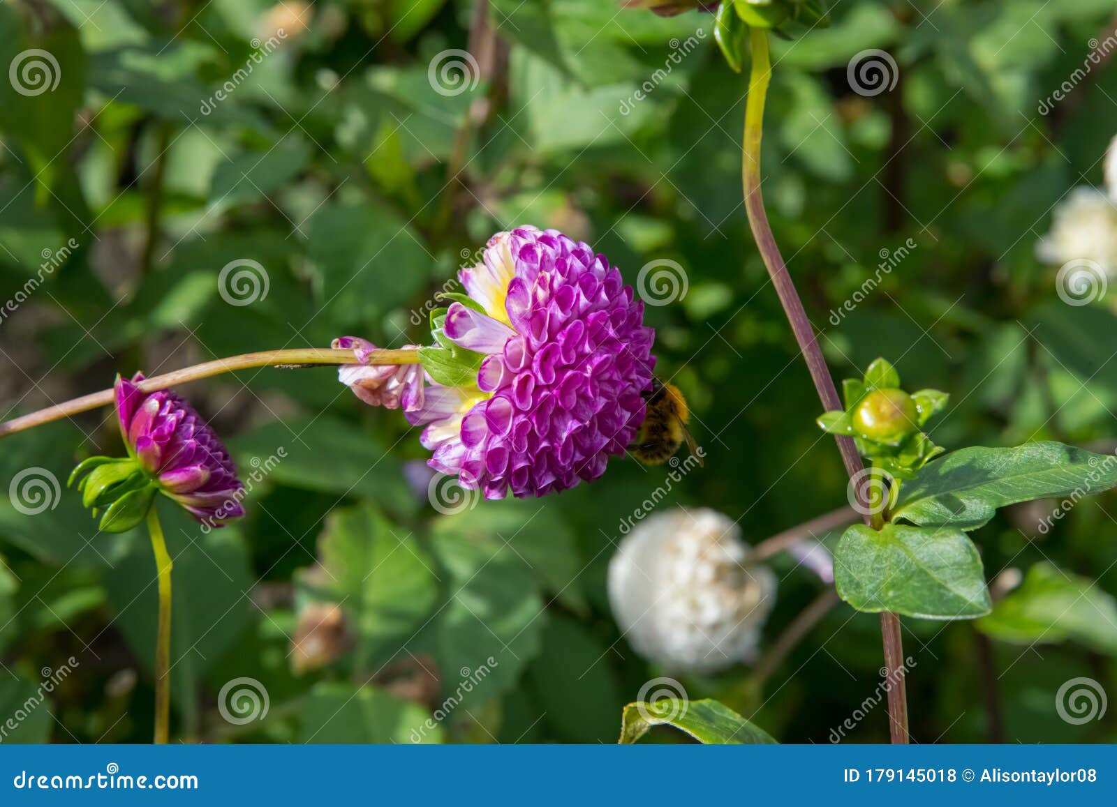 Vænne sig til Høring modvirke A Bee Collecting Pollen from a Pompom Dahlia in a Flower Garden Stock Photo  - Image of flower, focus: 179145018
