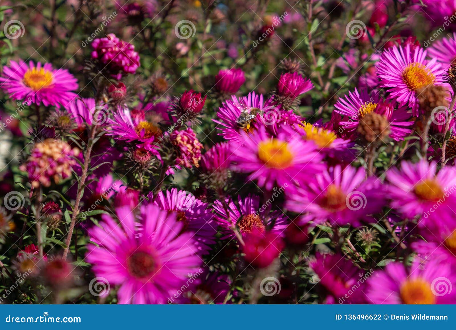 Bee Collecting Pollen on Purple Chrysanthemum Stock Photo Image of