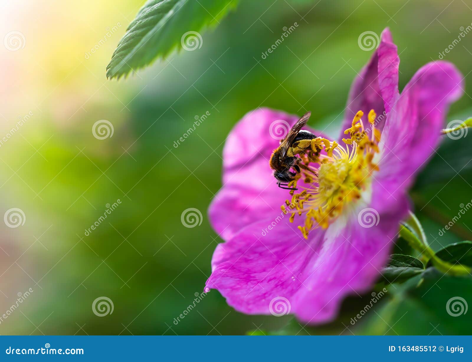 Bee Collects Flower Nectar of Wild Rose Stock Photo Image of plant