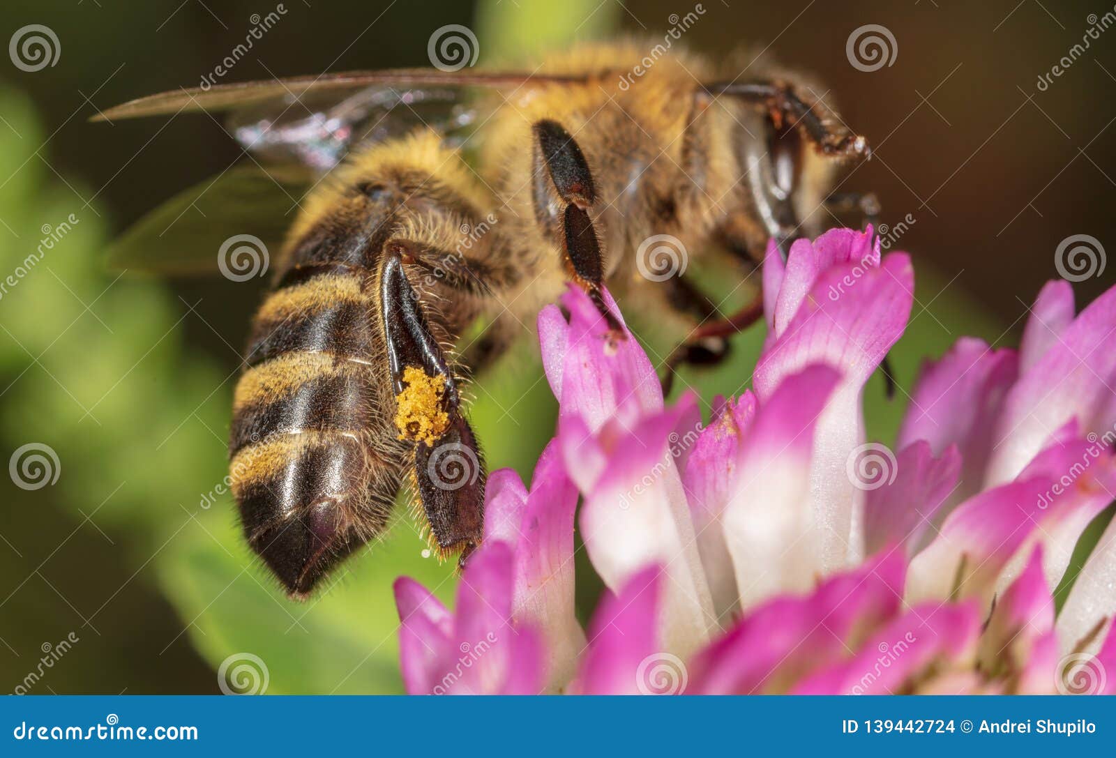 A Bee Collects Honey on a Flower Stock Photo Image of spring