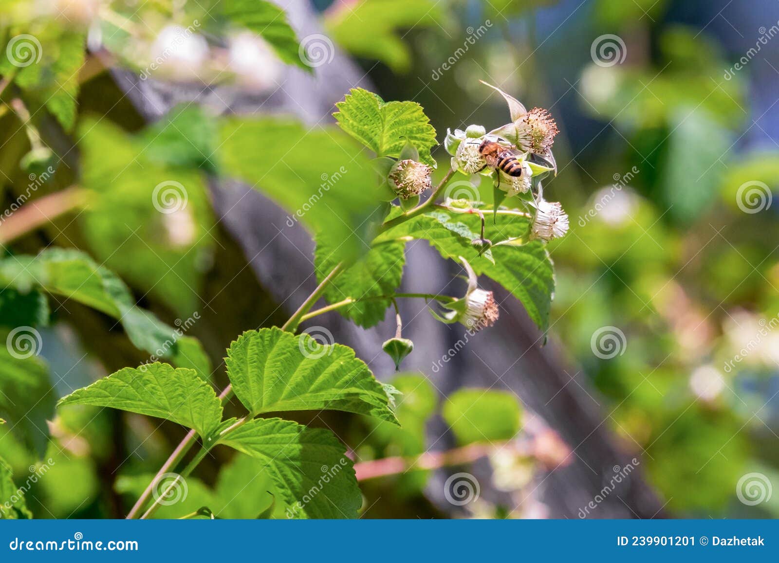 A Bee Collects Nectar from a Blooming Raspberry. Pollination Stock Image Image of green, bloom