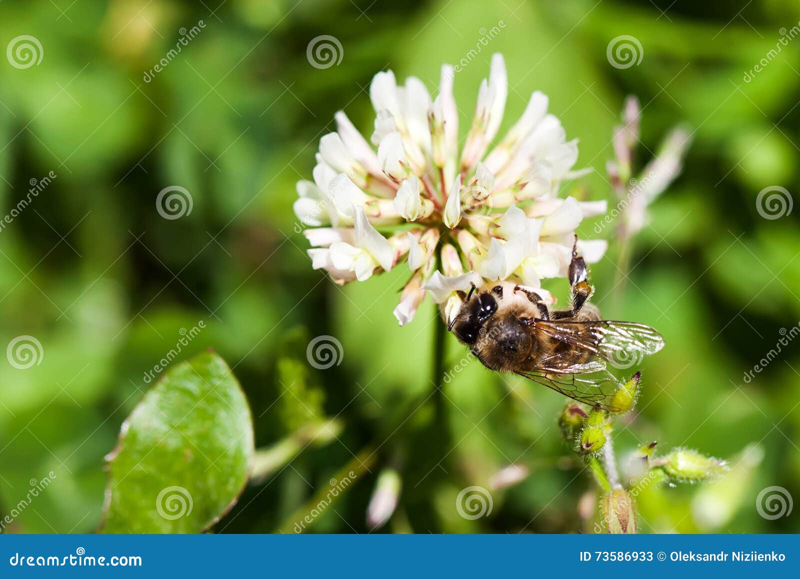 Bee Collects Nectar on Clover, White Clover, Flowers, Green Grass Stock Image Image of busy