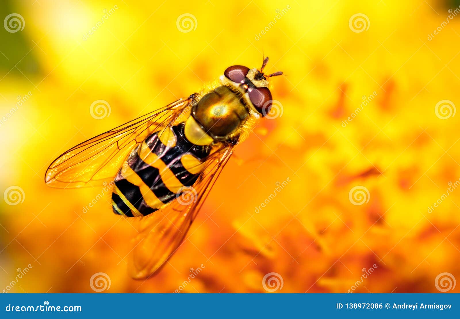 bee collects nectar from flower crepis alpina