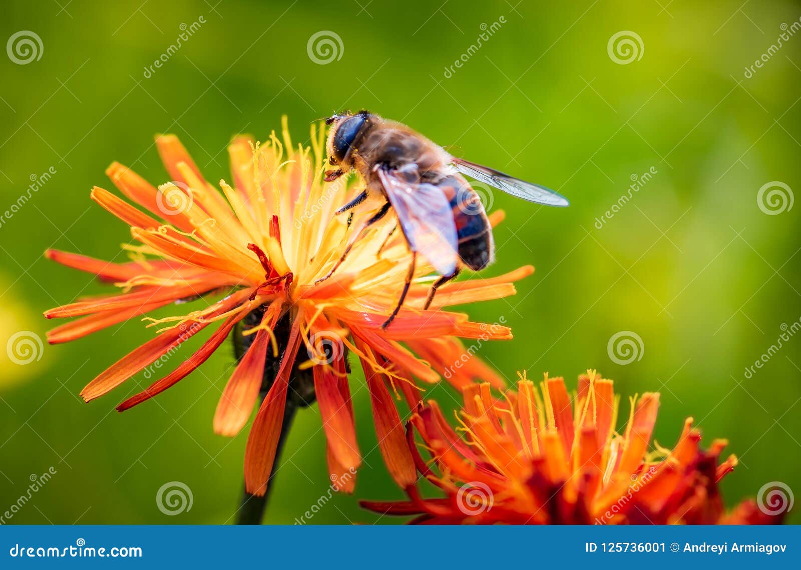bee collects nectar from flower crepis alpina