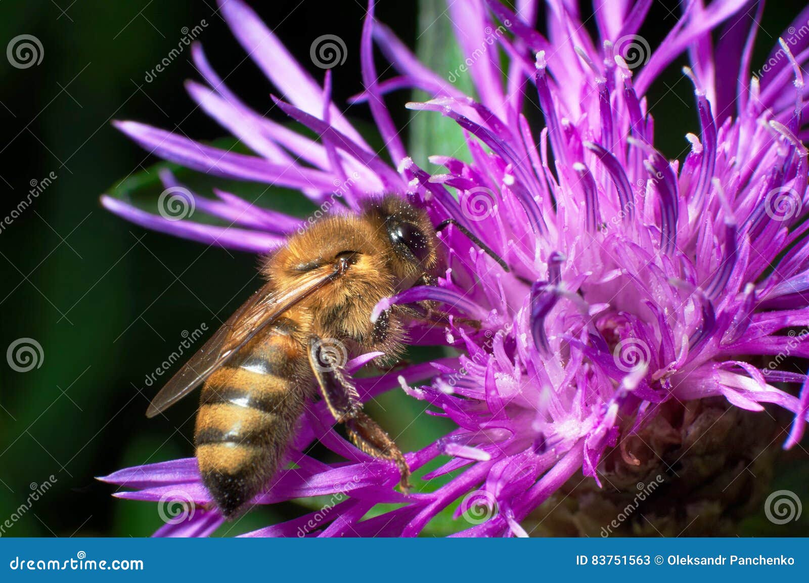 nectar flower hive nectar flower hive