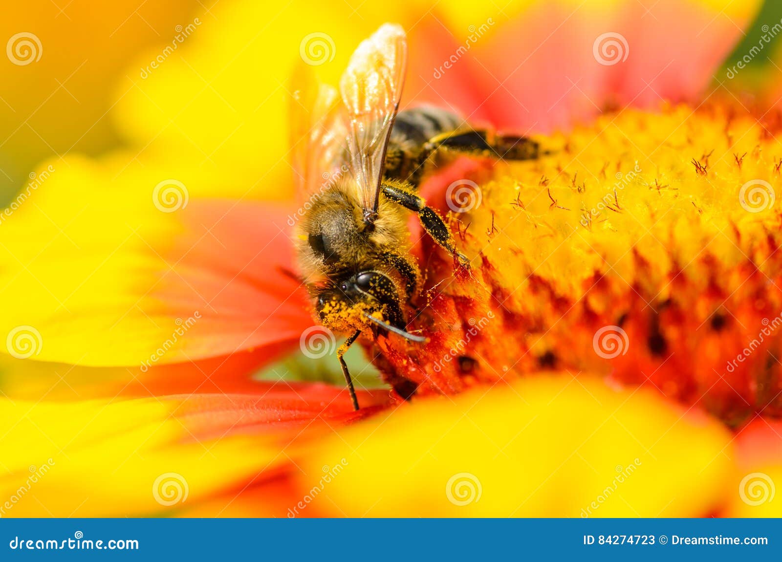 Bee collects nectar stock image. Image of wings, petal 84274723